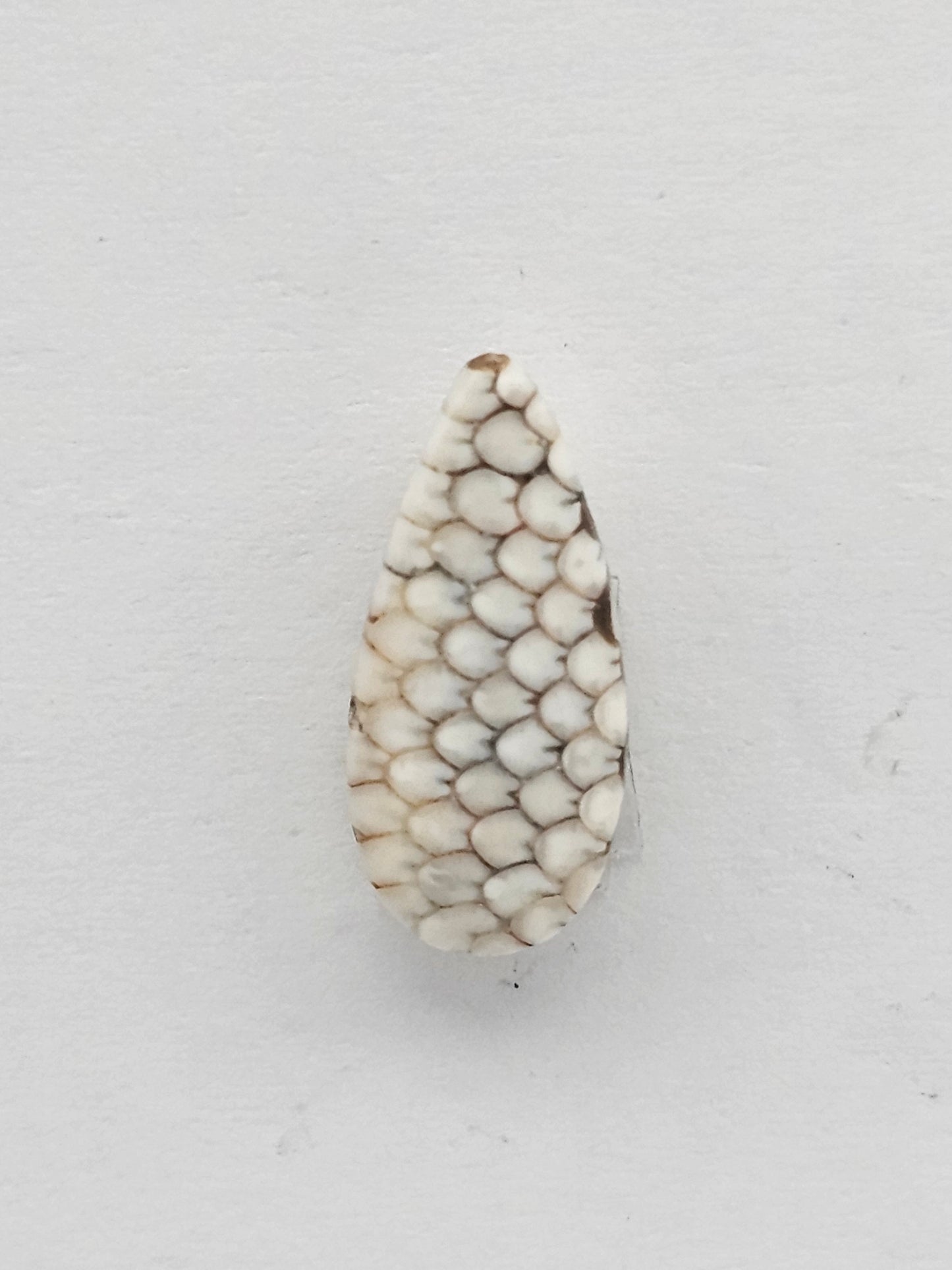 Snake skin agate cabochon