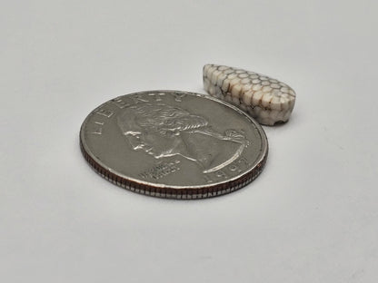 Snake skin agate cabochon