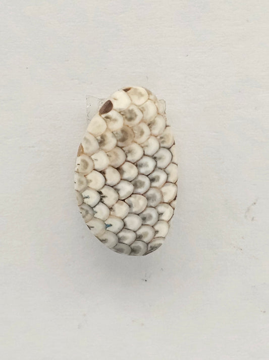 Snake skin agate cabochon