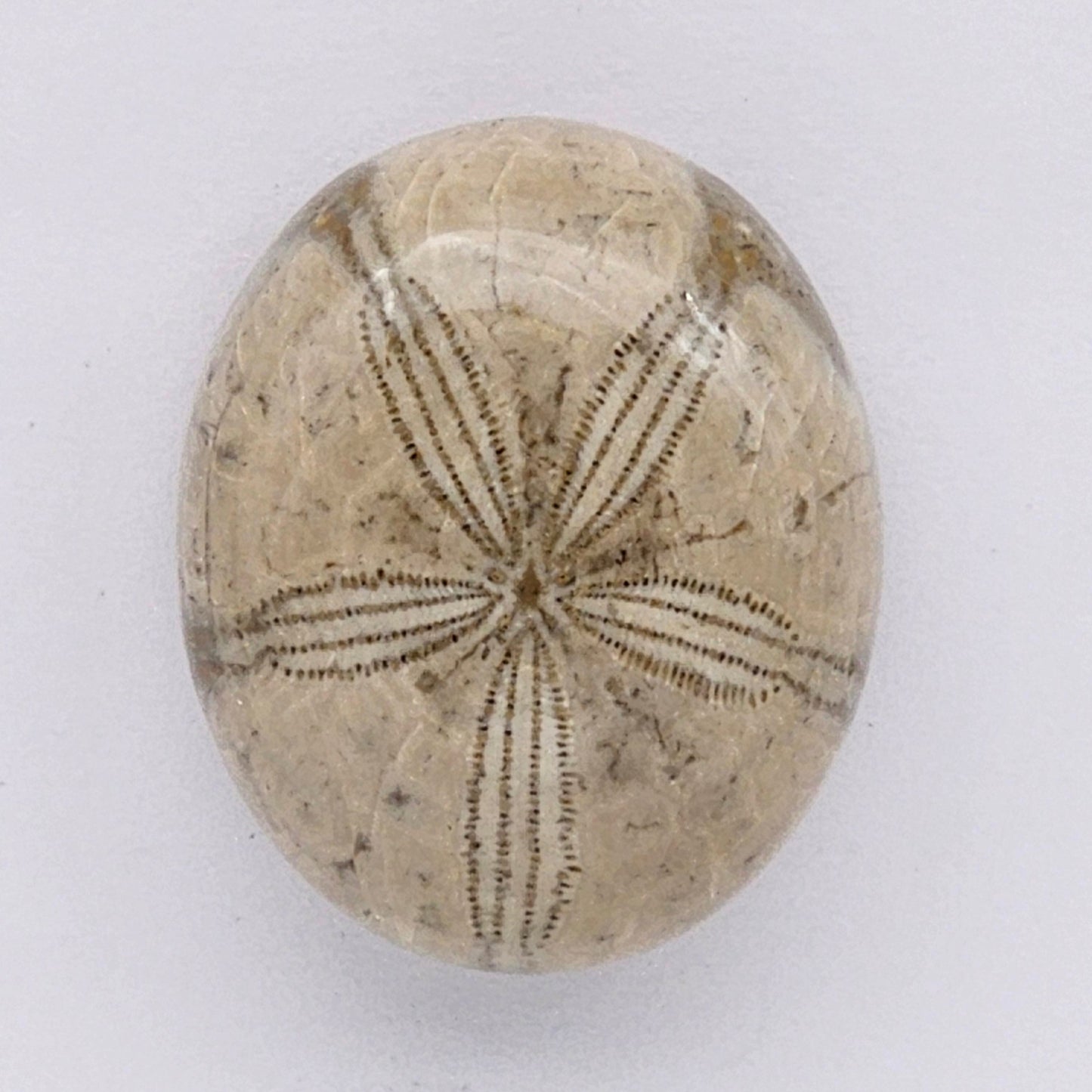 Sand Dollar fossil large