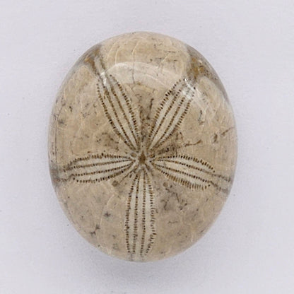 Sand Dollar fossil large