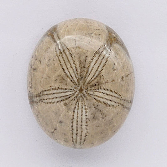 Sand Dollar fossil large