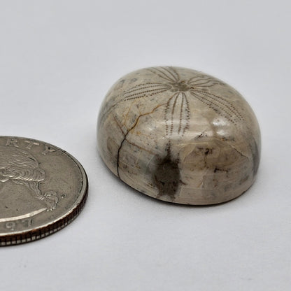 Sand Dollar fossil large