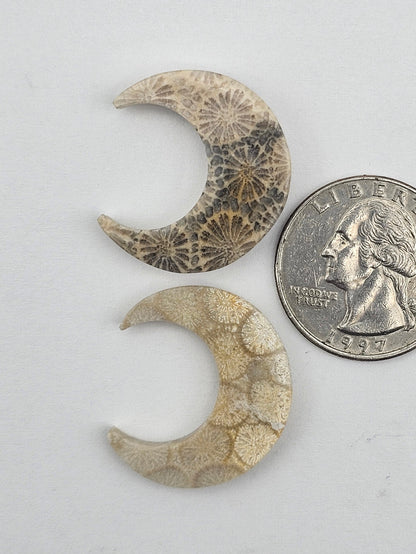 Fossilized Coral moon set