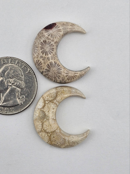 Fossilized Coral moon set