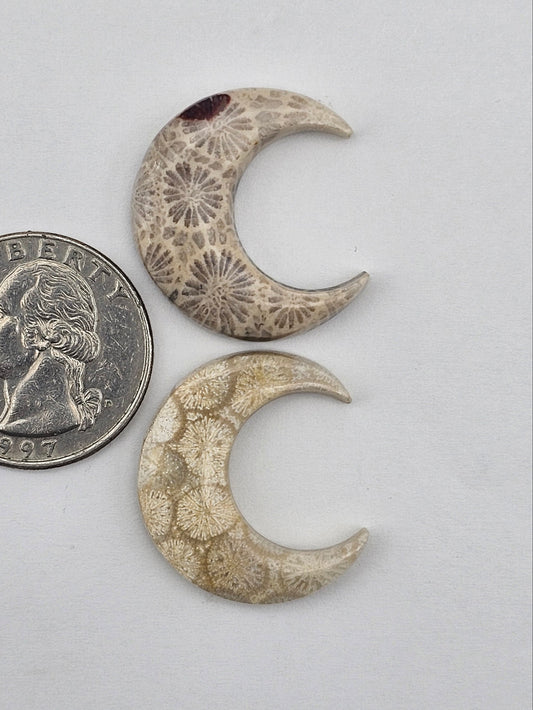 Fossilized Coral moon set