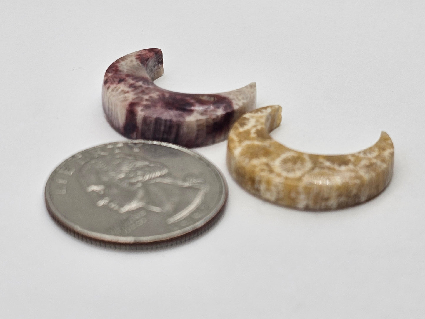 Fossilized Coral moon set