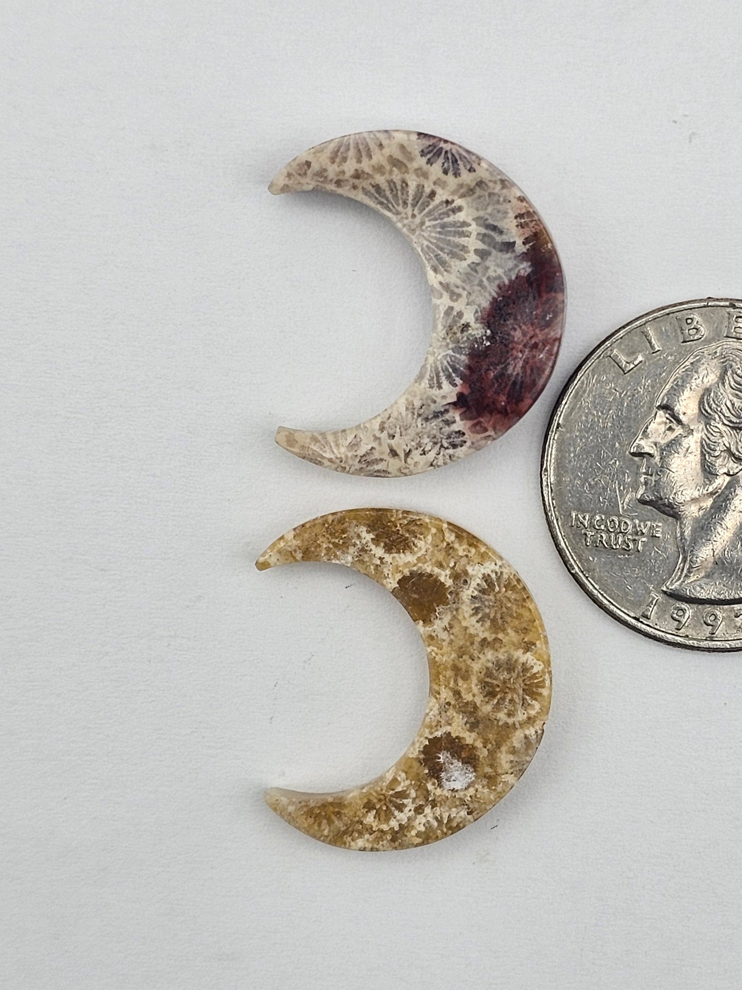 Fossilized Coral moon set