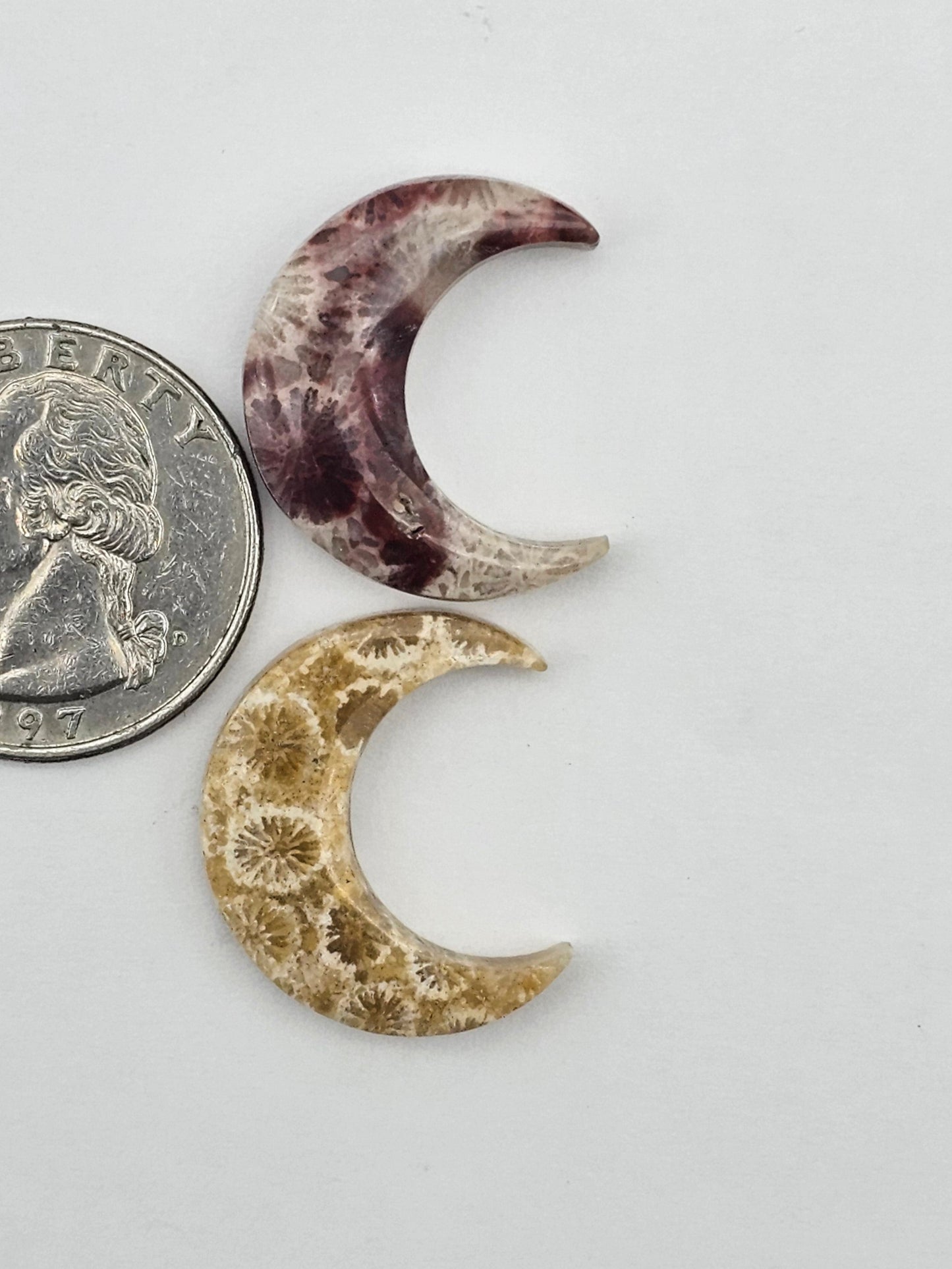Fossilized Coral moon set