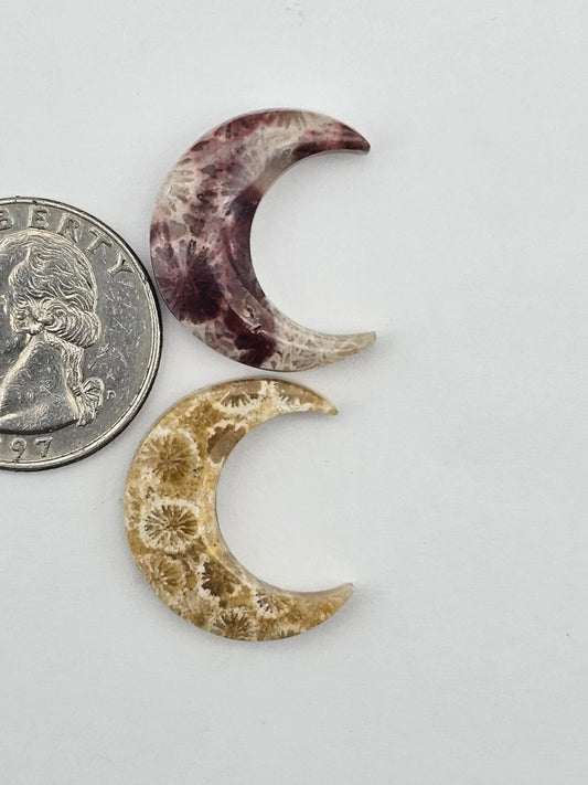 Fossilized Coral moon set