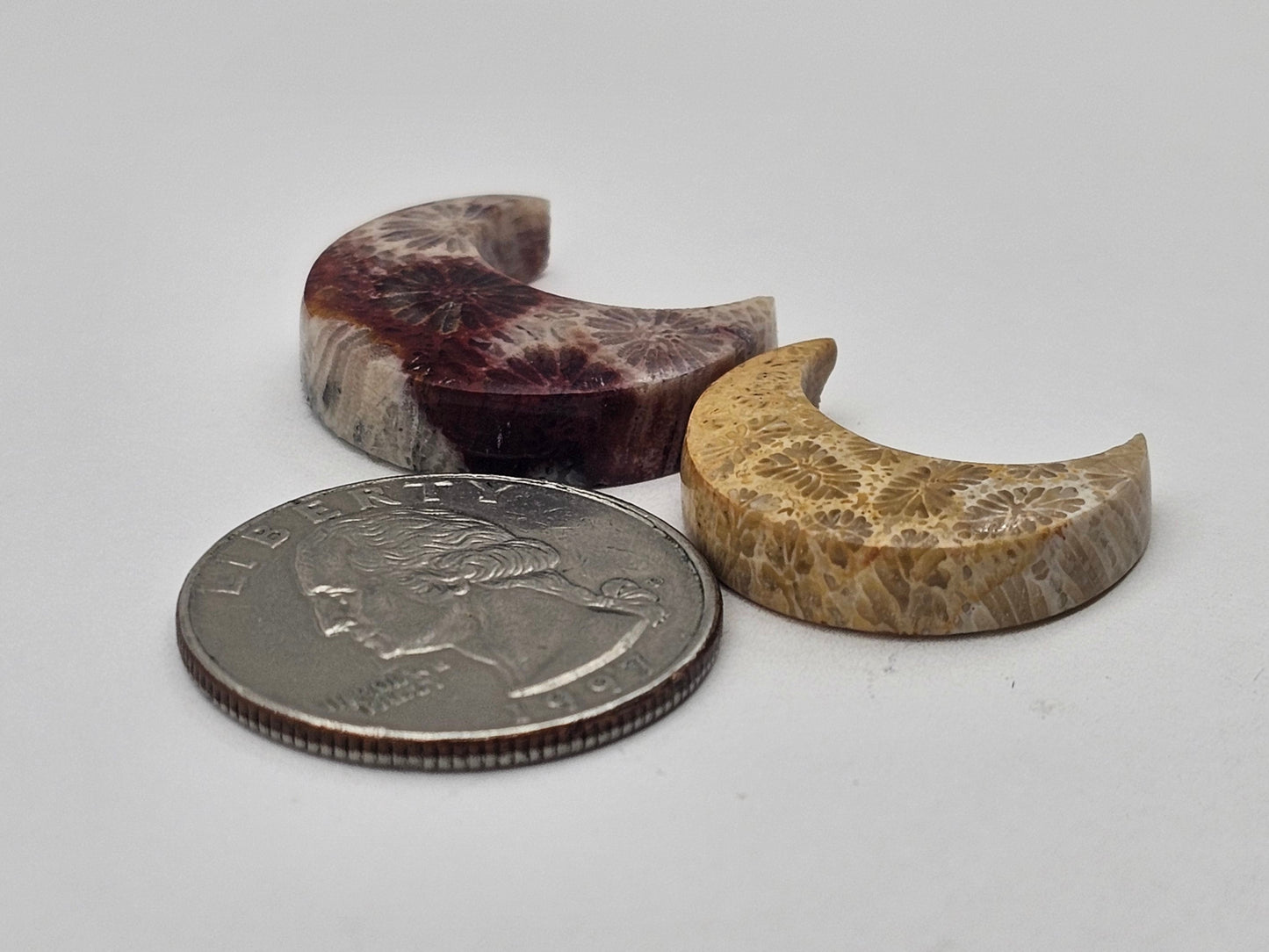 Fossilized Coral moon set