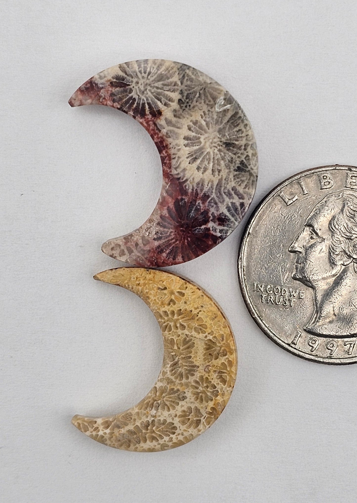 Fossilized Coral moon set