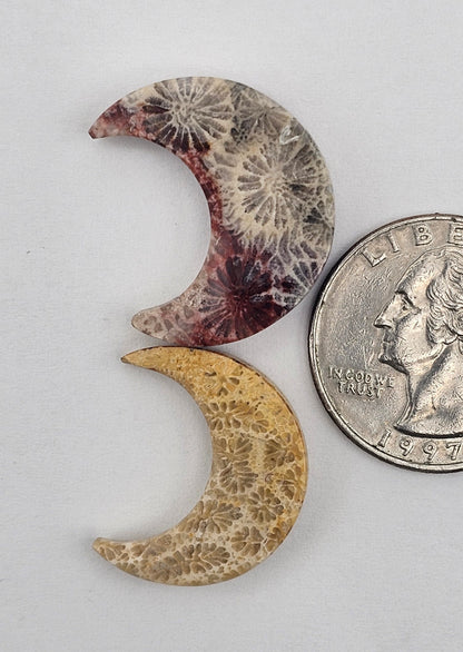 Fossilized Coral moon set