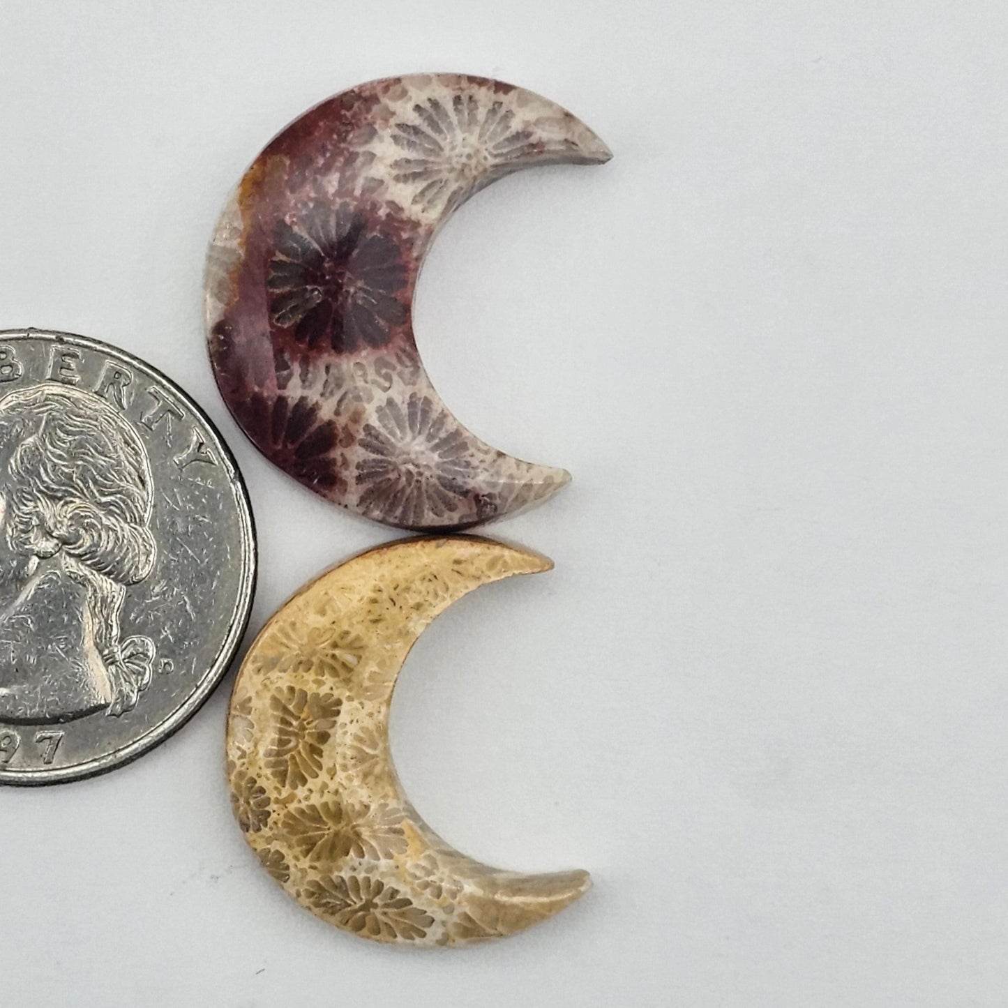 Fossilized Coral moon set