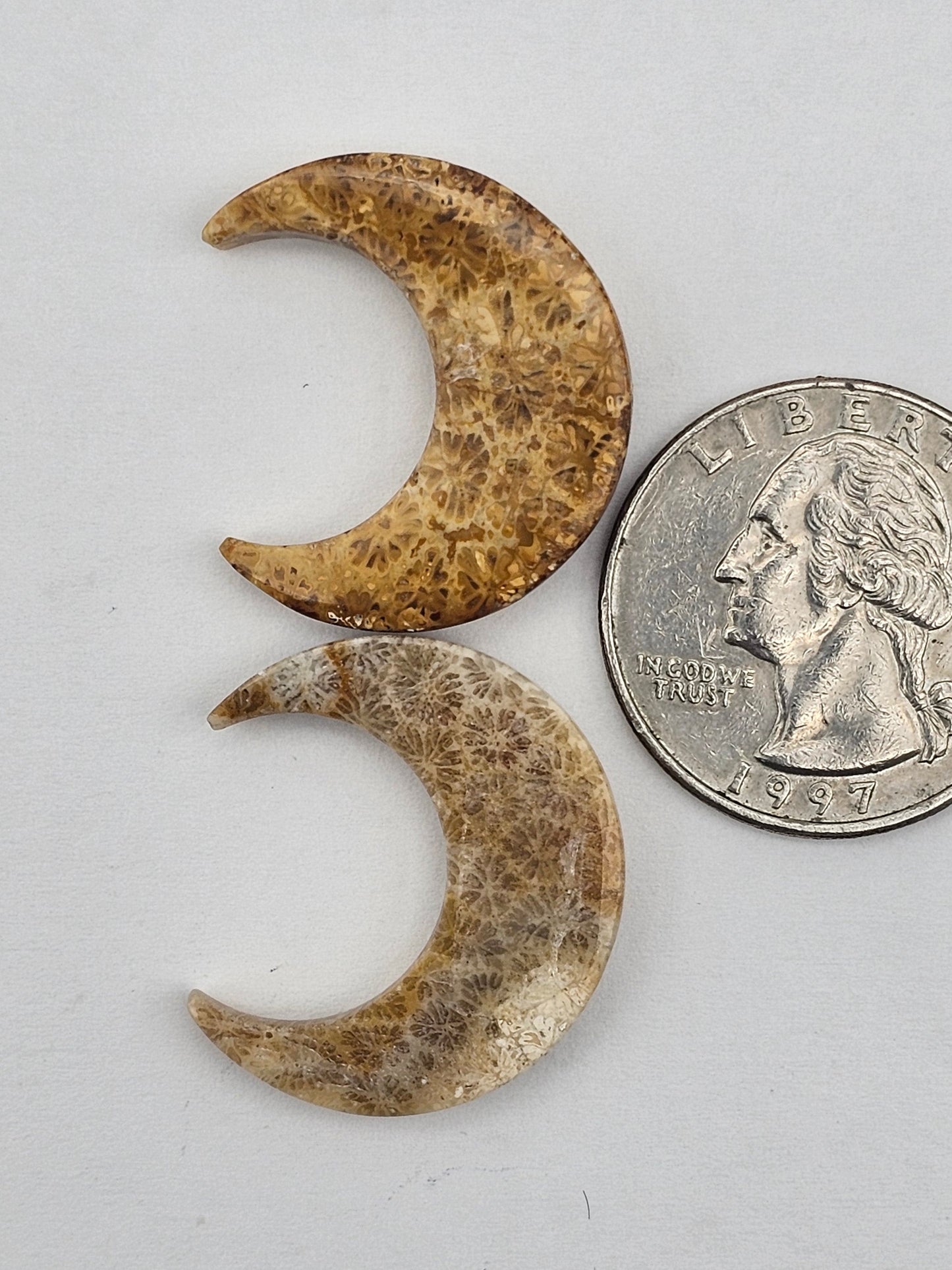 Fossilized Coral moon set