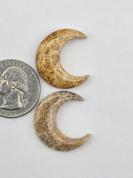 Fossilized Coral moon set