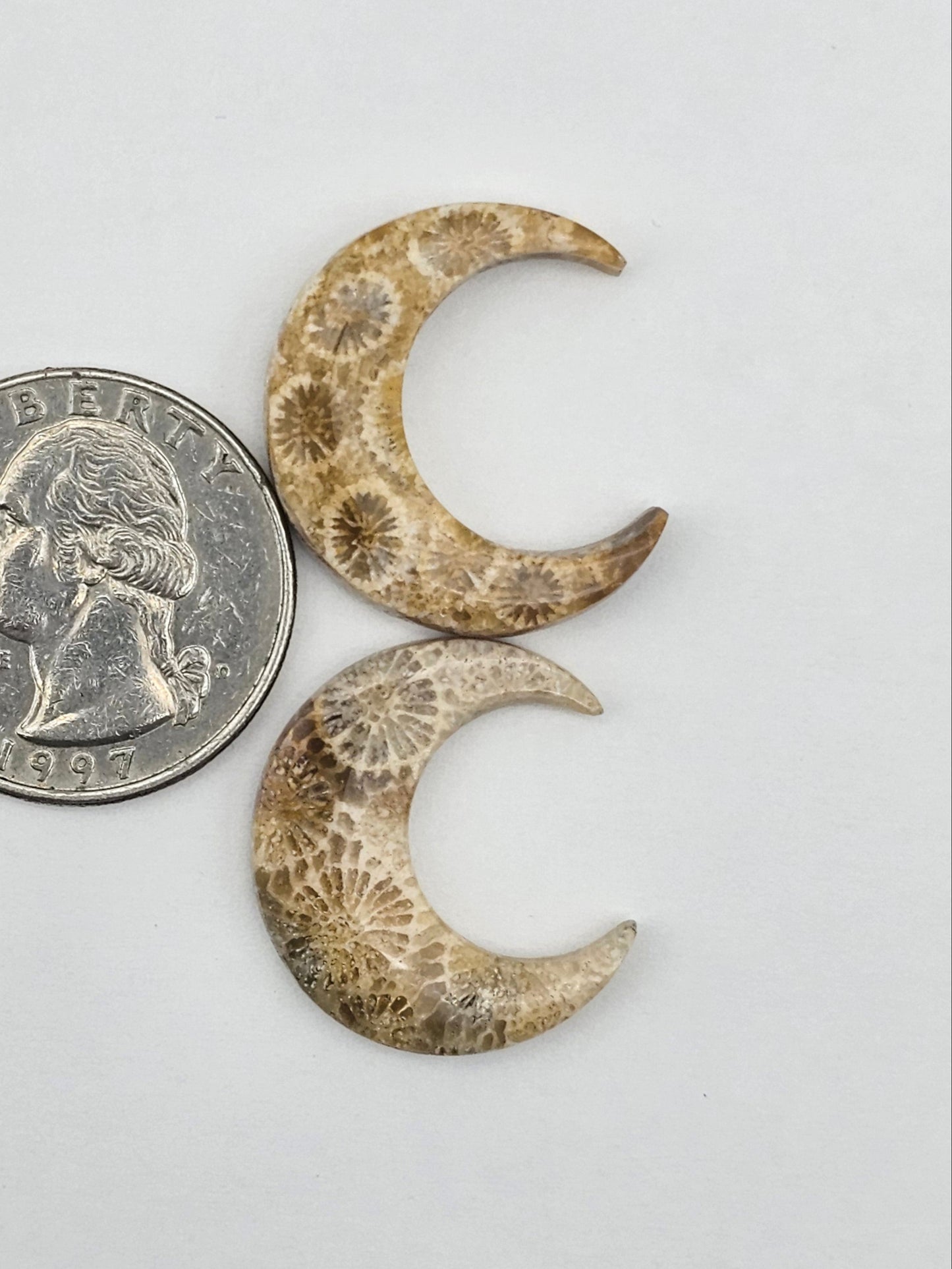 Fossilized Coral moon set