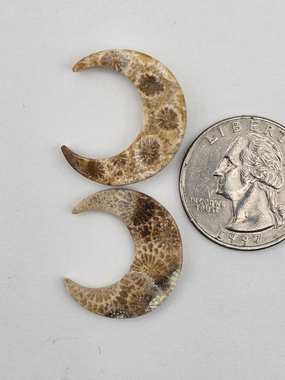 Fossilized Coral moon set