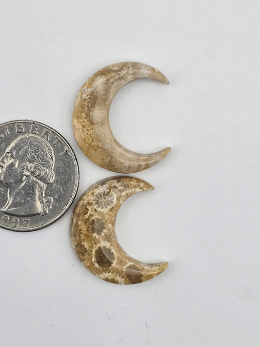 Fossilized Coral moon set