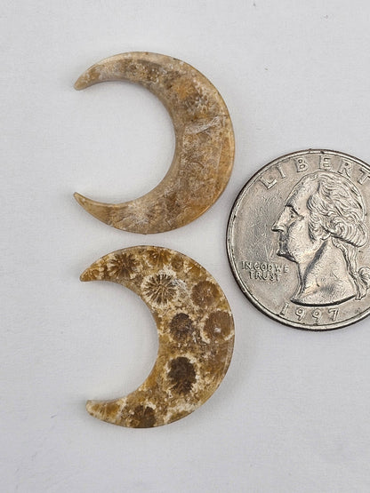 Fossilized Coral moon set