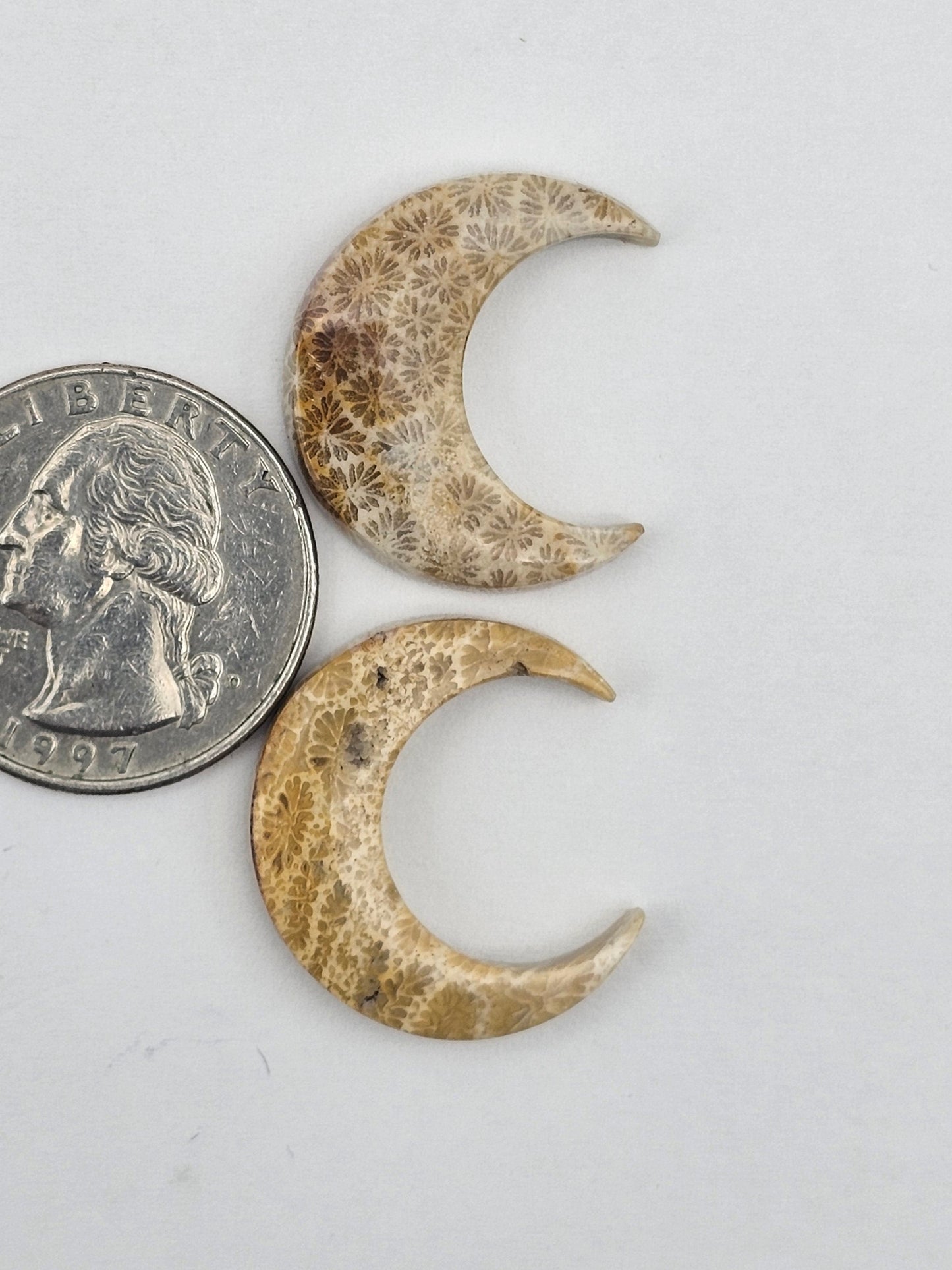 Fossilized Coral moon set