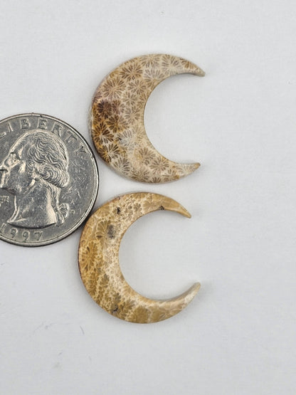 Fossilized Coral moon set