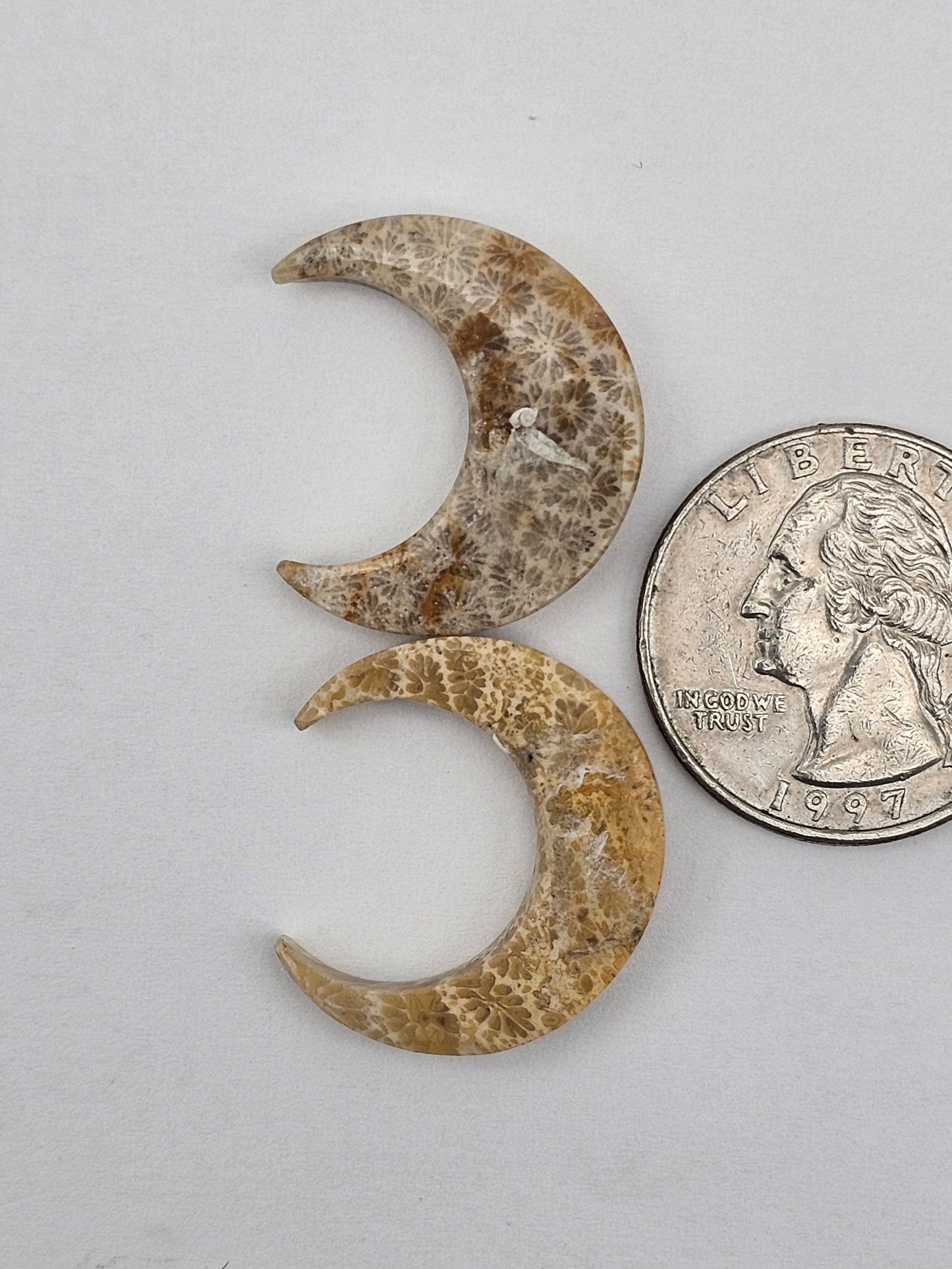 Fossilized Coral moon set