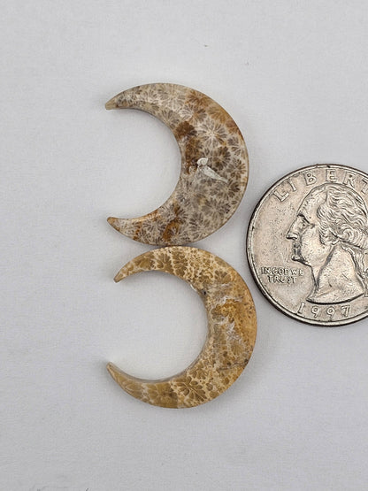 Fossilized Coral moon set