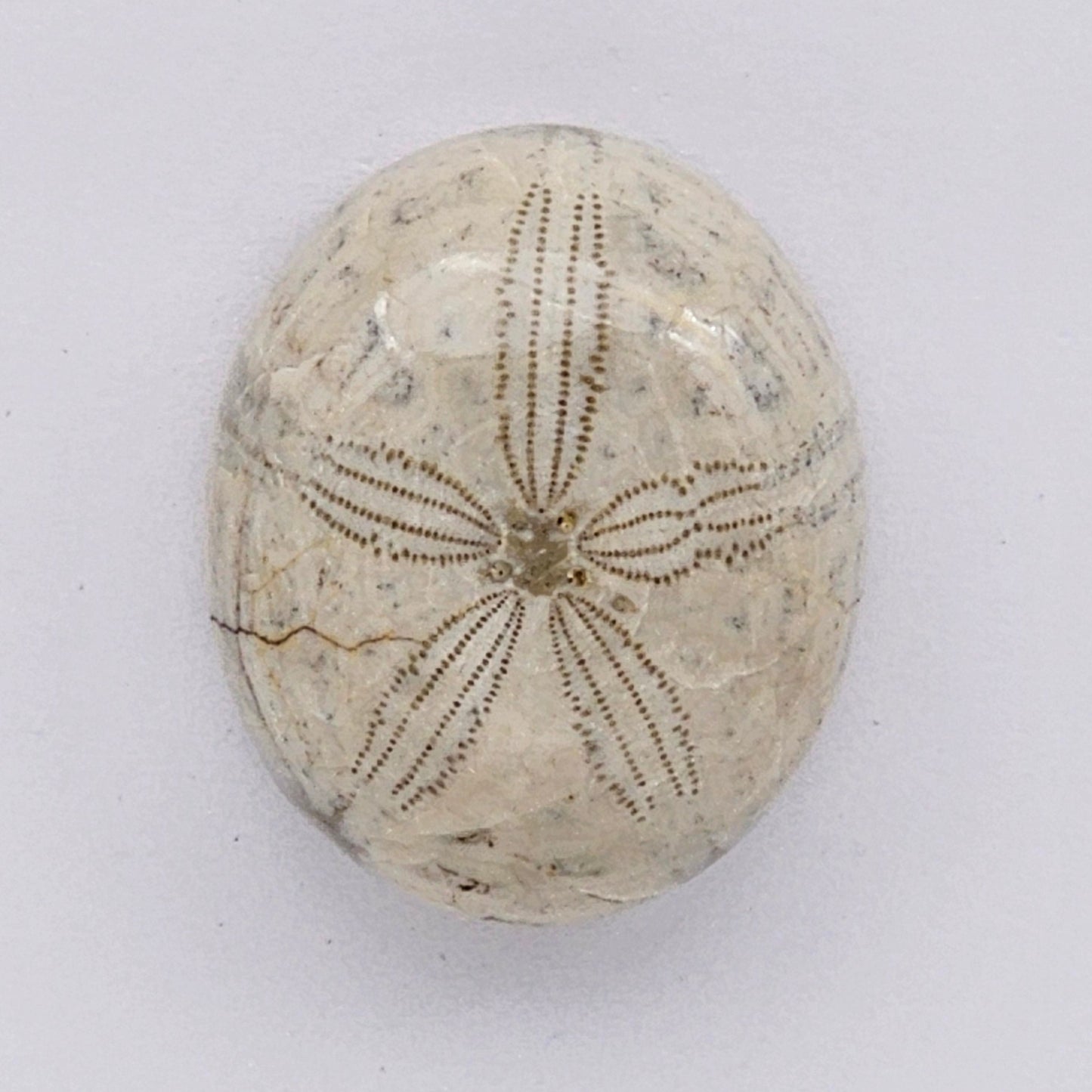 Sand Dollar fossil large