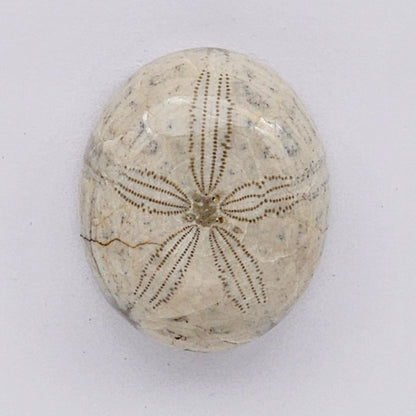 Sand Dollar fossil large