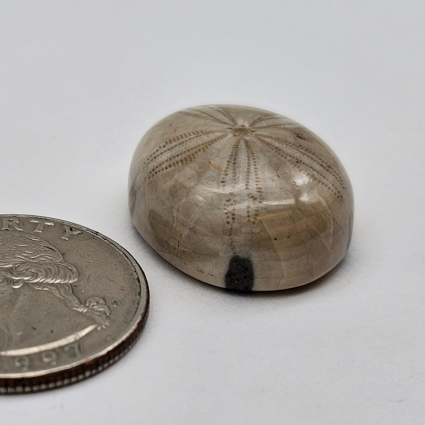 Sand Dollar fossil large