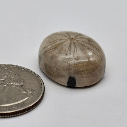 Sand Dollar fossil large