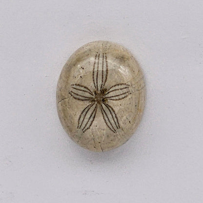 Sand dollar fossil medium
