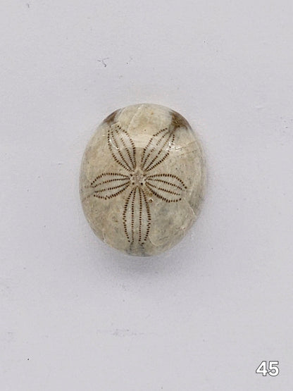 Sand dollar fossil medium