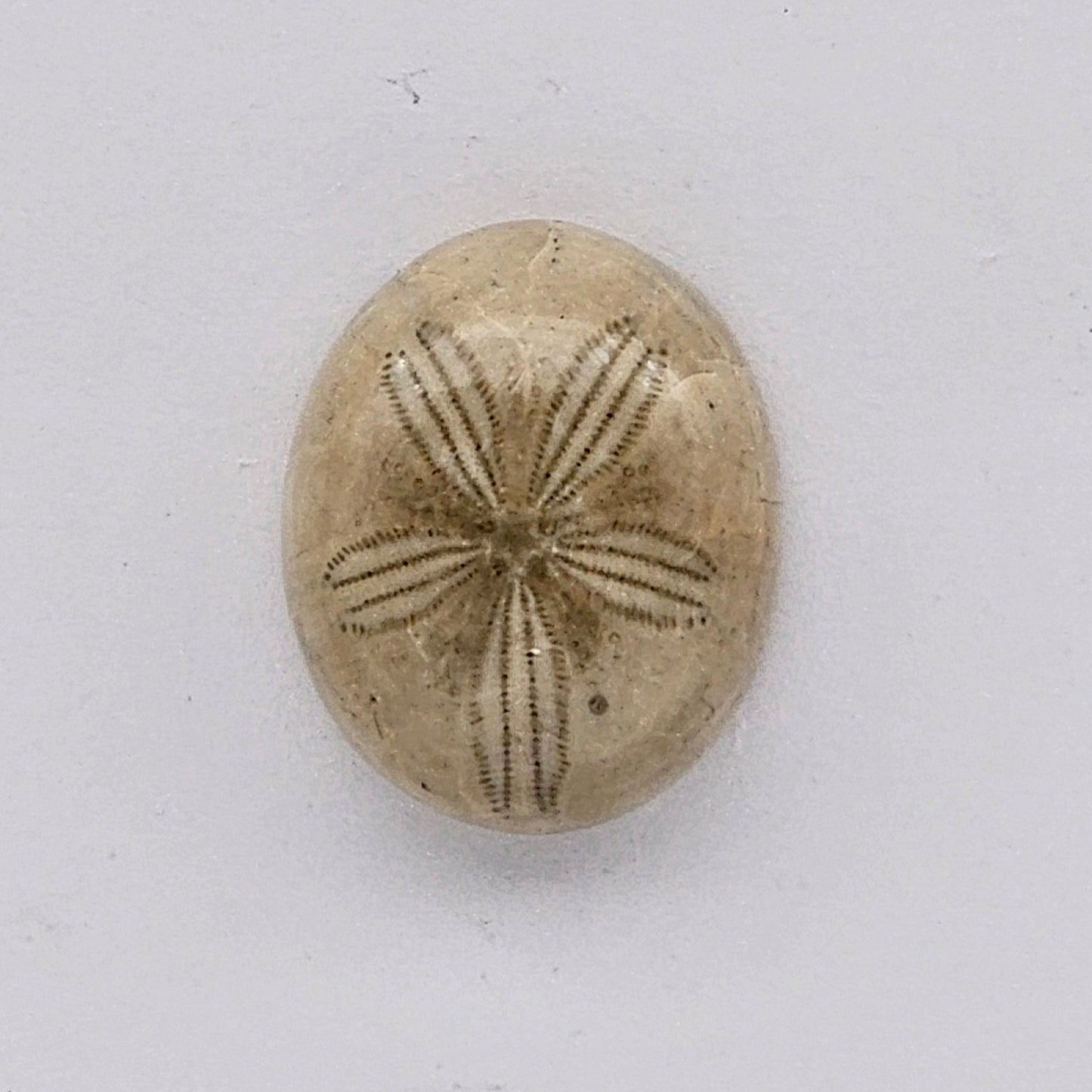 Sand dollar fossil medium
