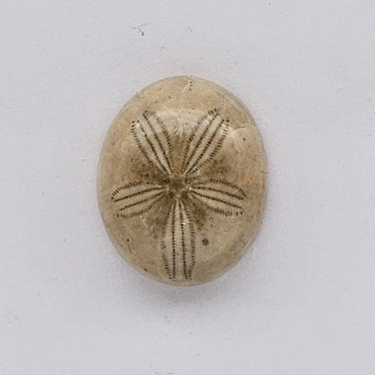 Sand dollar fossil medium