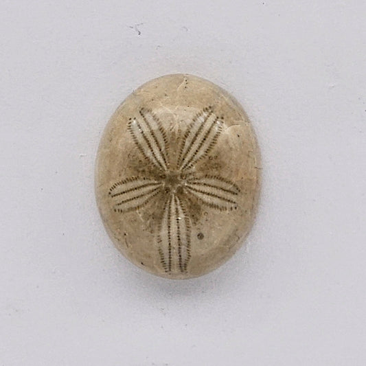 Sand dollar fossil medium