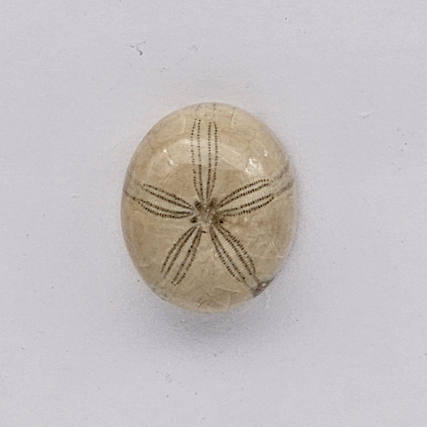 Sand dollar fossil medium