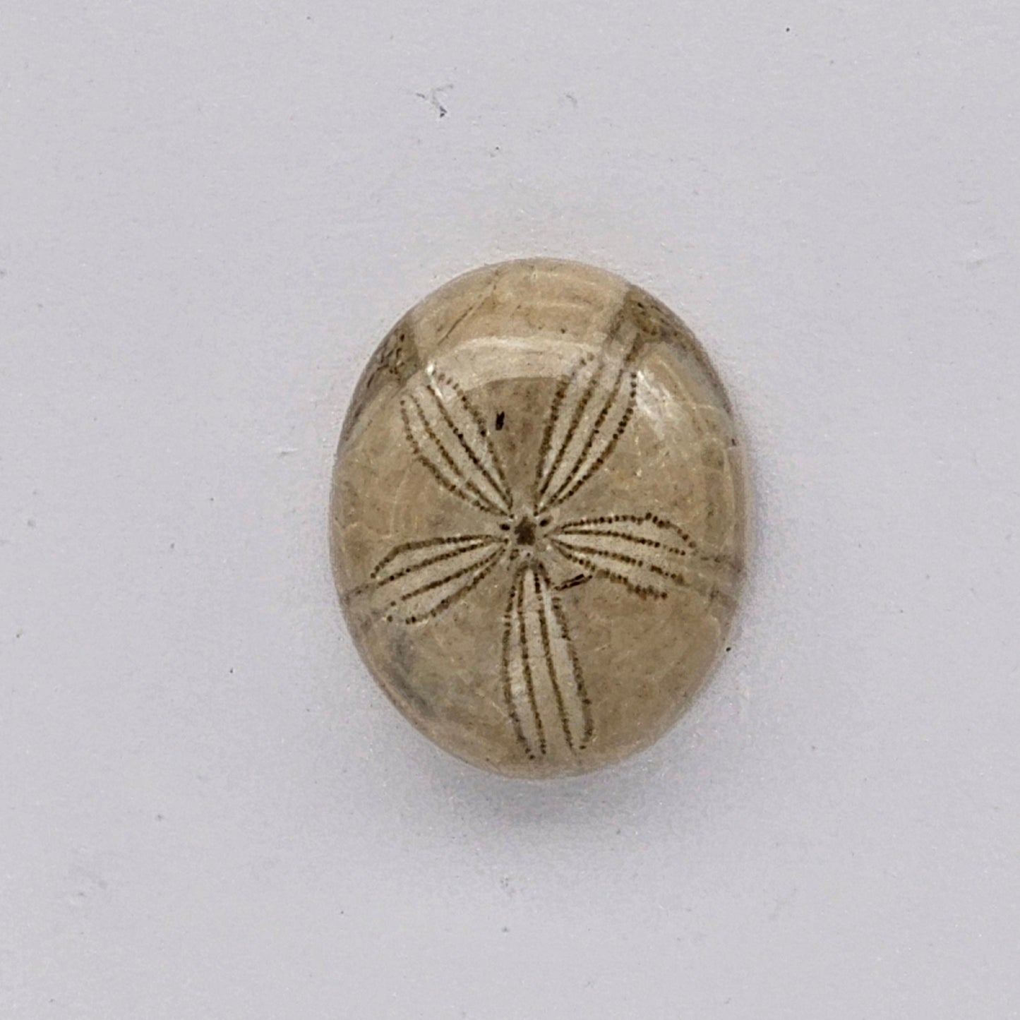 Sand dollar fossil medium