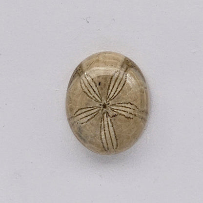 Sand dollar fossil medium