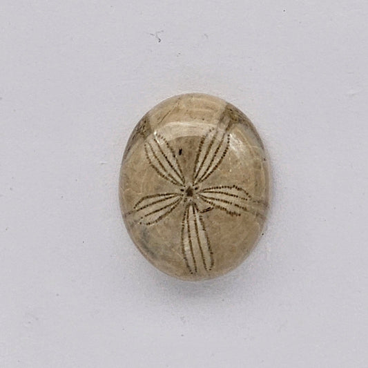 Sand dollar fossil medium