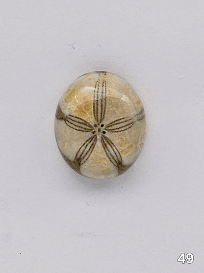 Sand dollar fossil medium