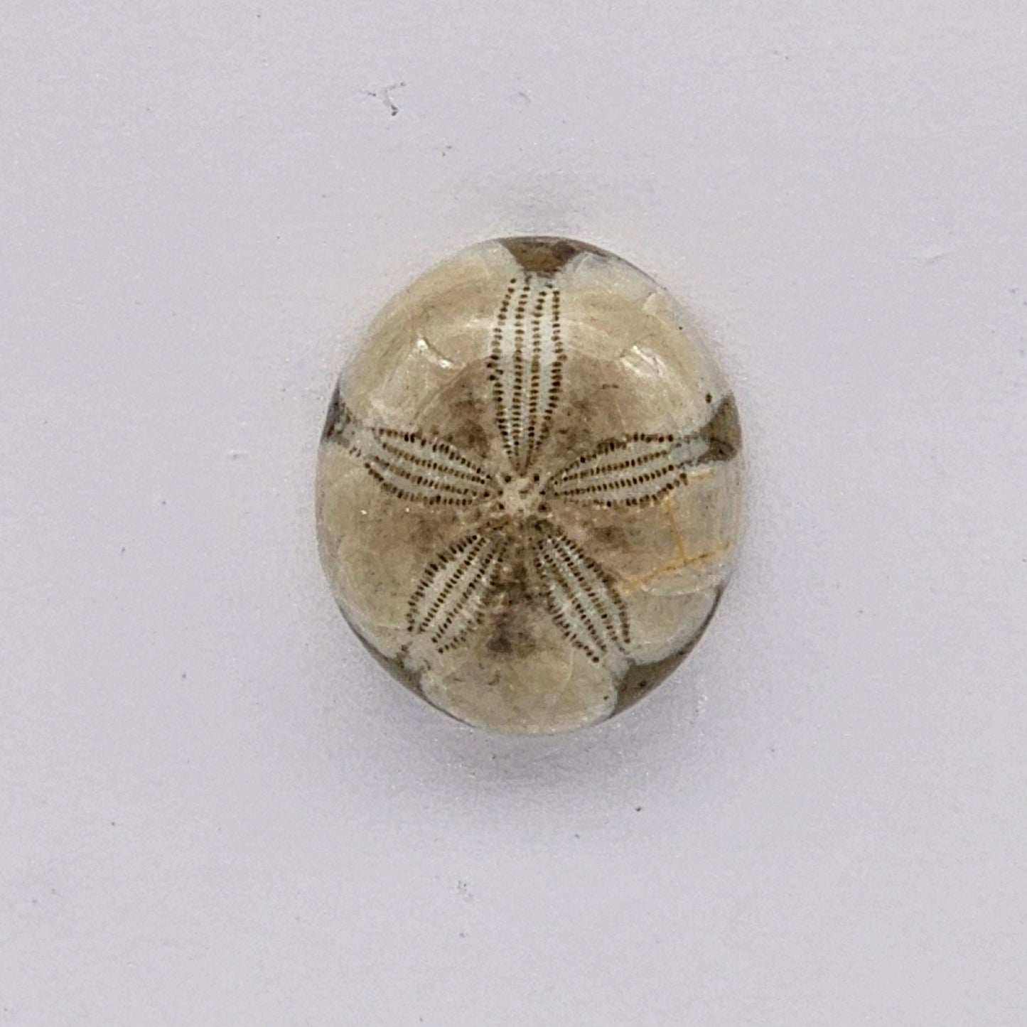 Sand dollar fossil medium