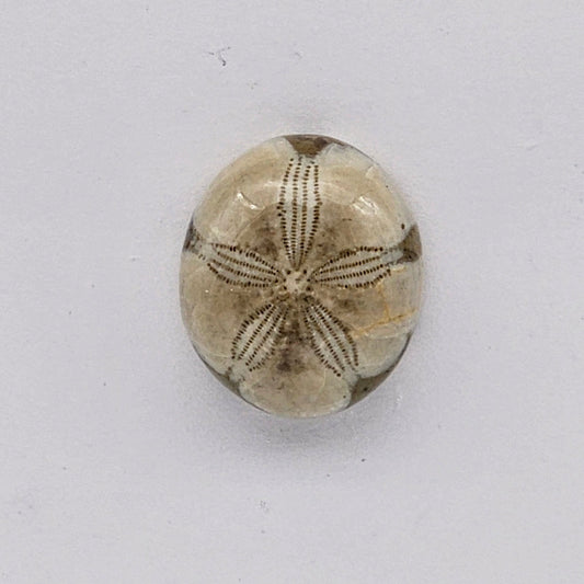Sand dollar fossil medium