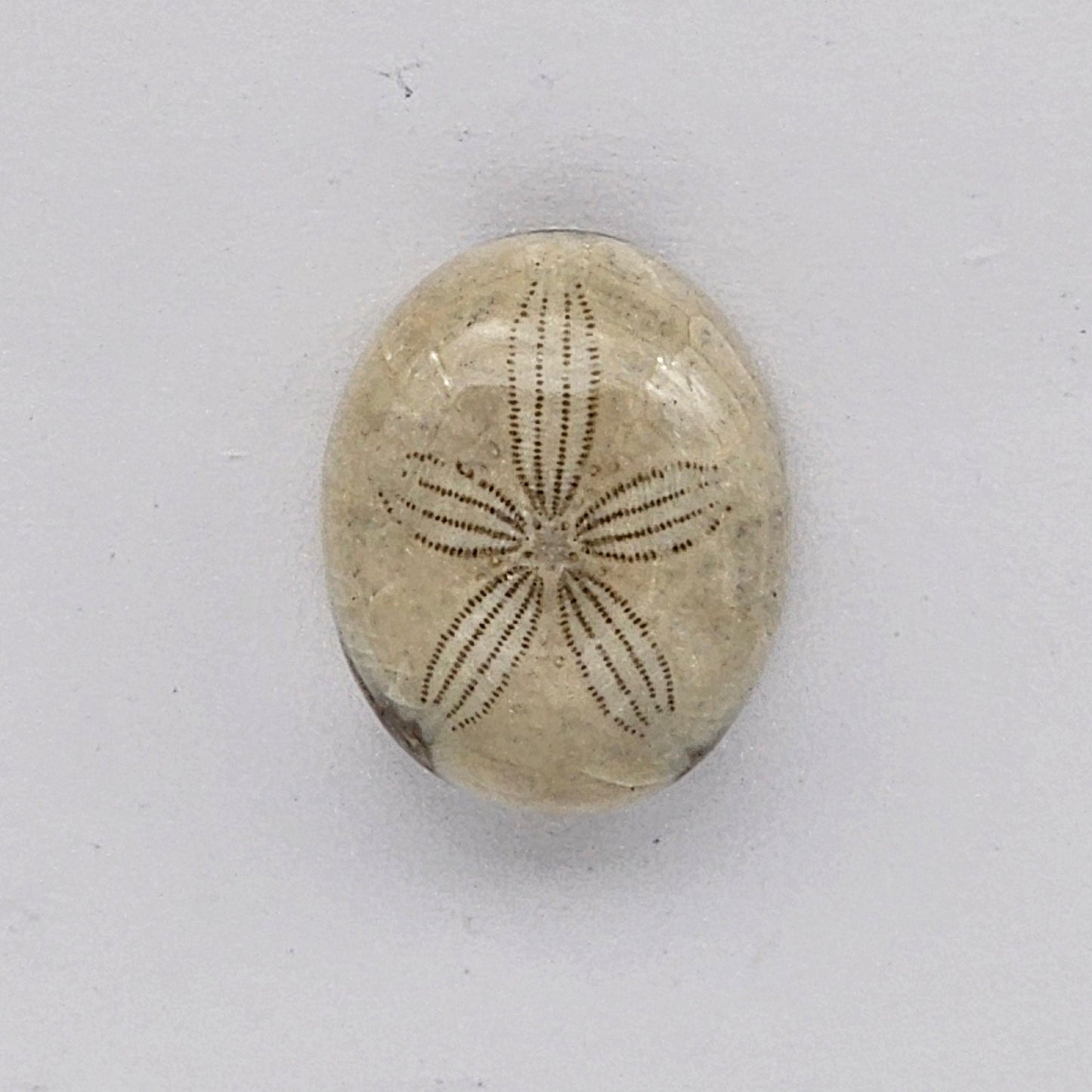 Sand dollar fossil medium