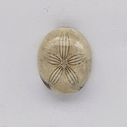 Sand dollar fossil medium