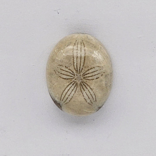 Sand dollar fossil medium