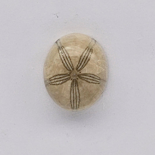 Sand dollar fossil medium