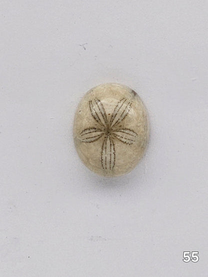 Sand dollar fossil medium