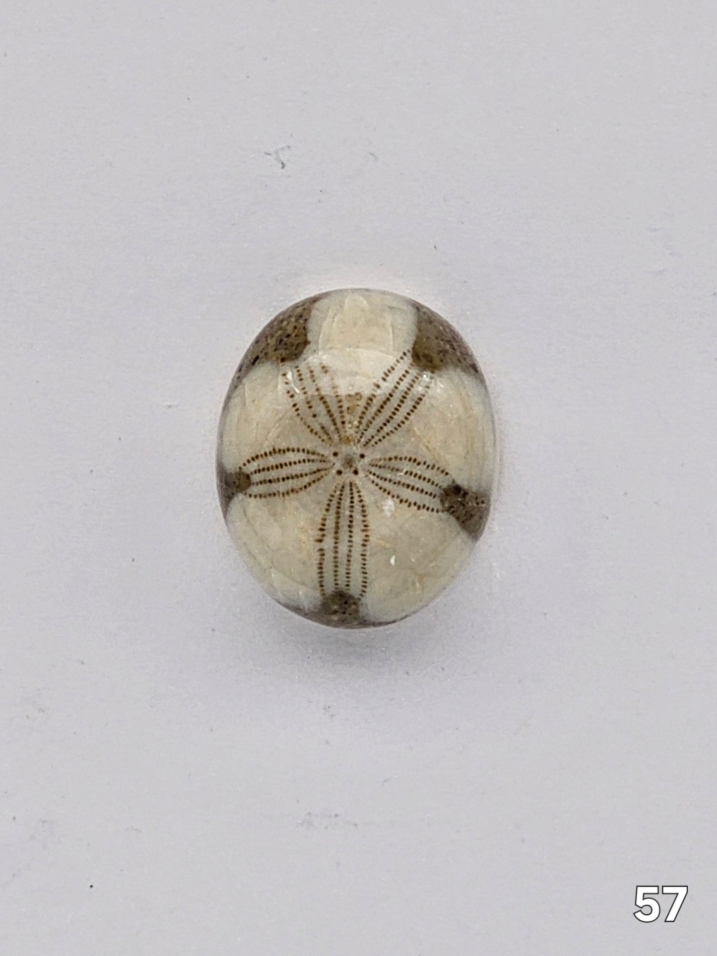 Sand dollar fossil medium